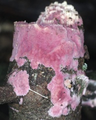 Byssomerulius psittacinus