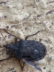 Neohalys serricollis