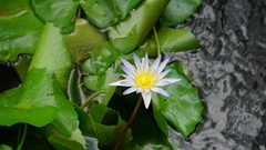 Nymphaea elegans