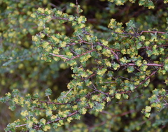 Pimelea spinescens pubiflora