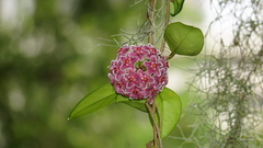 Hoya pubicalyx