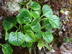 Pyrola morrisonensis
