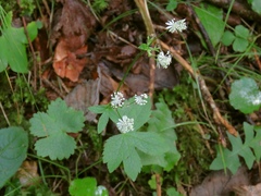 Astrantia carniolica