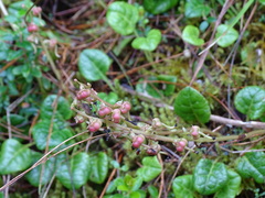 Pyrola morrisonensis