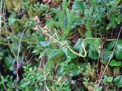 Pyrola morrisonensis