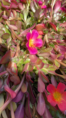 Portulaca umbraticola