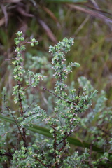 Pimelea spinescens pubiflora
