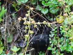 Pyrola morrisonensis