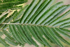 Acacia nanodealbata
