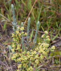 Pimelea spinescens pubiflora