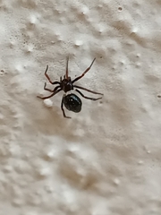 Euryopis episinoides