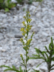 Solidago virgaurea virgaurea