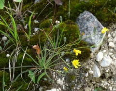 Hieracium porrifolium