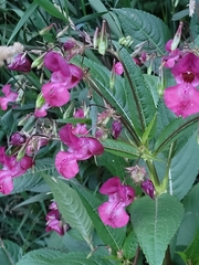 Impatiens glandulifera
