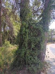 Smilax aspera