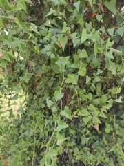 Smilax aspera
