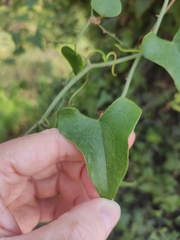 Smilax aspera