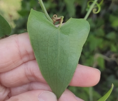 Smilax aspera