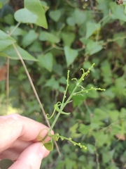 Smilax aspera