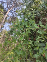 Smilax aspera
