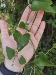 Smilax aspera