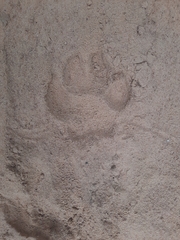 Hyaena hyaena hyaena