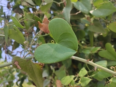 Smilax aspera