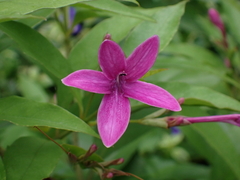 Pseuderanthemum laxiflorum