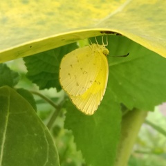Eurema andersoni