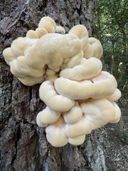 Laetiporus sulphureus