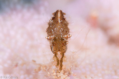 Phycocaris simulans