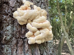 Laetiporus sulphureus