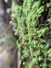 Schizymenium bryoides