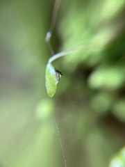 Schizymenium bryoides