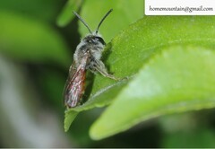 Andrena chrysopus