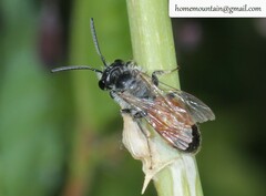 Andrena chrysopus