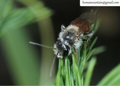 Andrena chrysopus