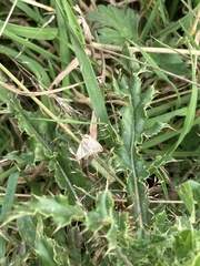 Udea lutealis