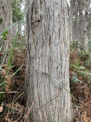 Eucalyptus muelleriana