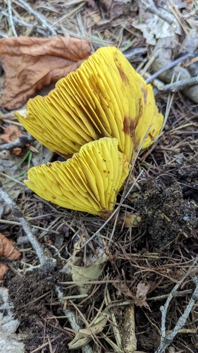 観察された菌類