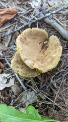 Phylloporus bellus