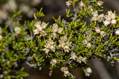 Cryptandra tomentosa