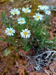 Brachyscome paludicola
