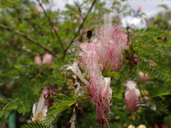 Calliandra tergemina