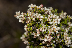 Cryptandra tomentosa