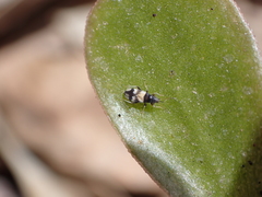 Oxycarenidae