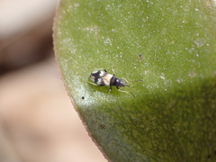 Oxycarenidae
