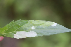 Calycomyza artemisiae