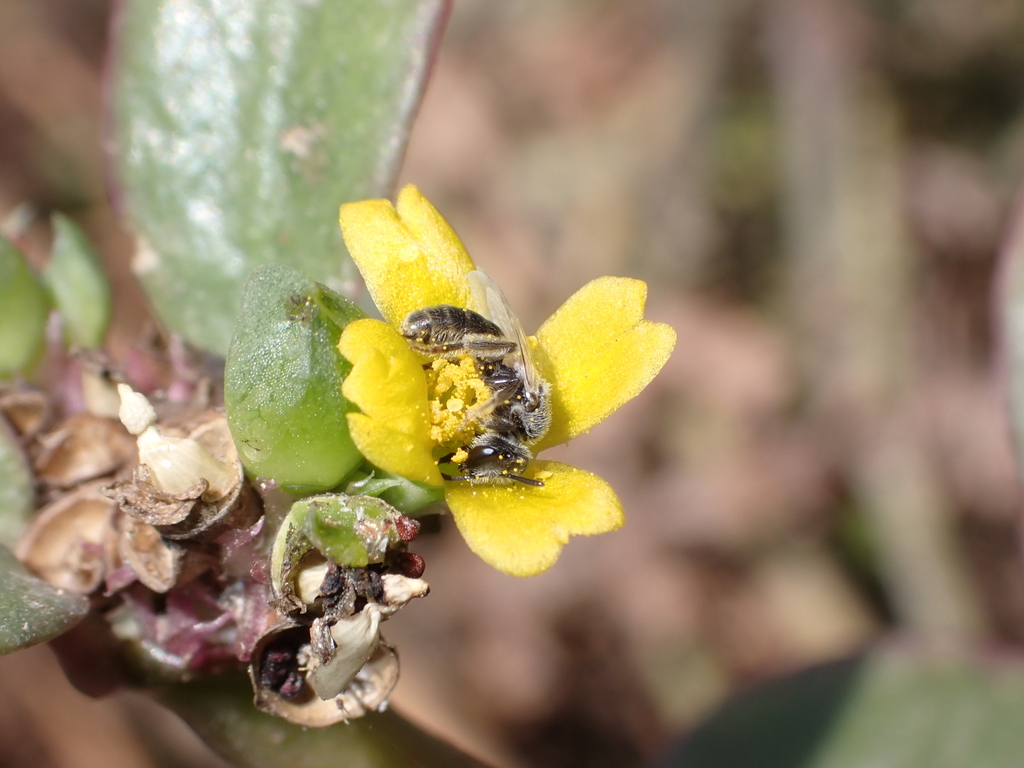 Short-horned Furrow Bee