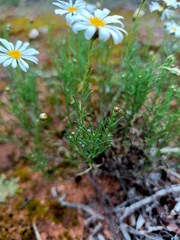 Brachyscome paludicola